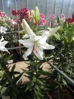 [1857 Albacone Mak No02.JPG]